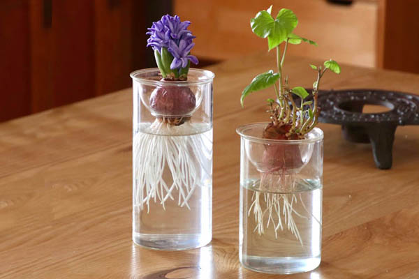 水栽培 Spice Bulb Vase Short バルブベース ショート 型番kegy4060 Tokilaboトキラボ