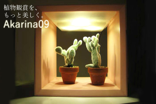 すべての美しい花の画像 ベスト植物 Led おすすめ